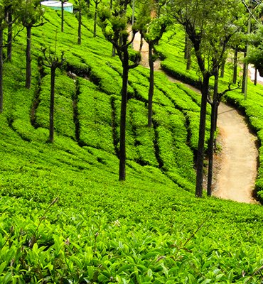 Munnar